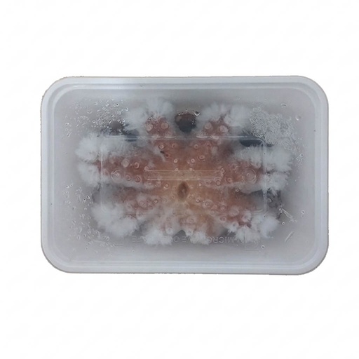 [003997] PULPO (KG)